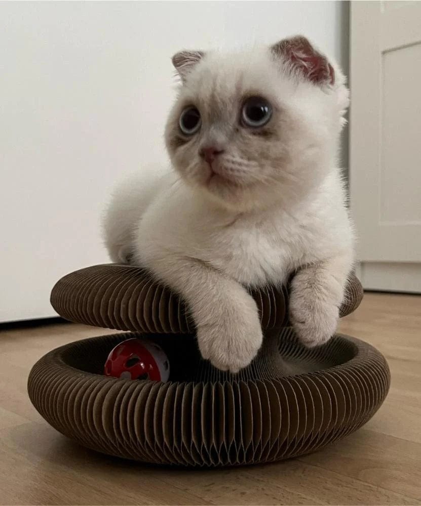 JerryPaw™ Cat Toy