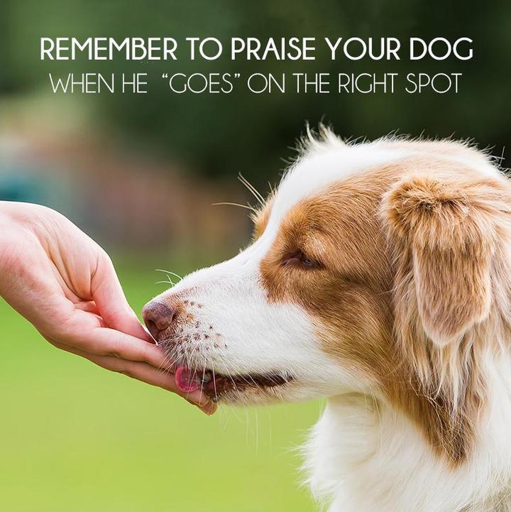 Home1992™ SelfCoach Pet Potty Training Spray